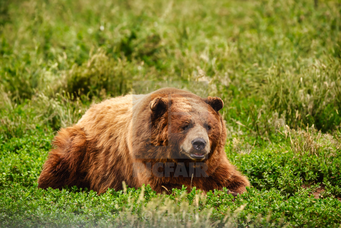 Front View Of A Brown Bear Laying Down In A Green Meadow At Bear